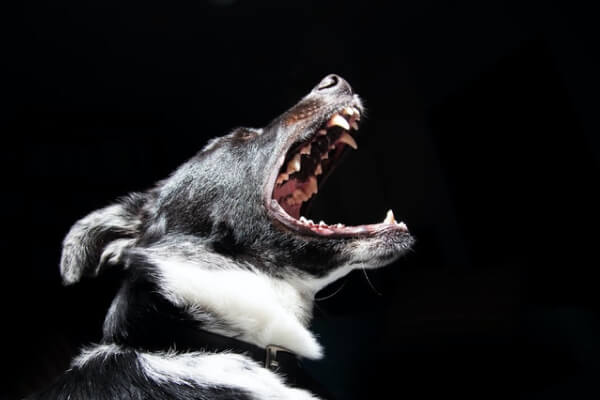 Practice Areas Personal Injury Template Dog Bite Img